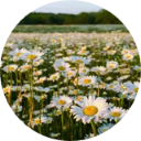 Flower Wallpaper New Tab icon