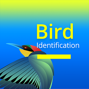 Bird Identification