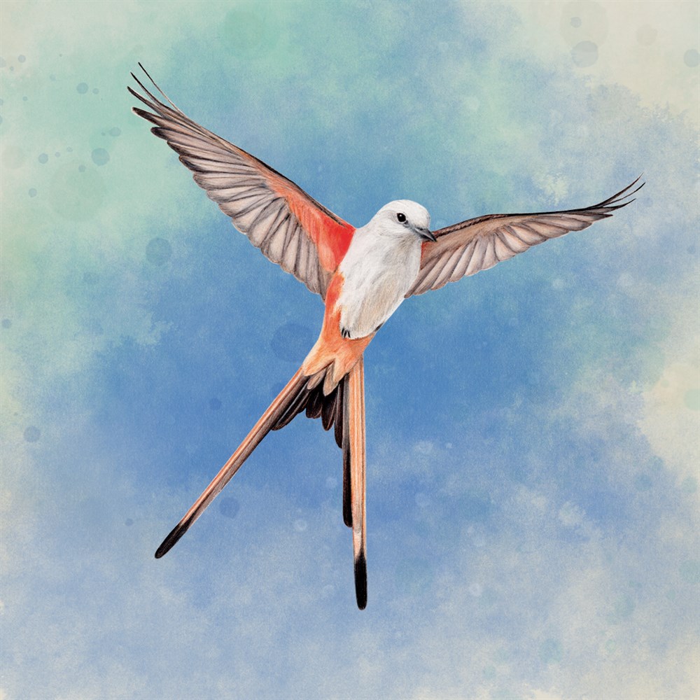 WINGSPAN (FESZTÁV) cover art (full size)