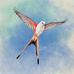 Aperçu WINGSPAN (À TIRE D'AILES)