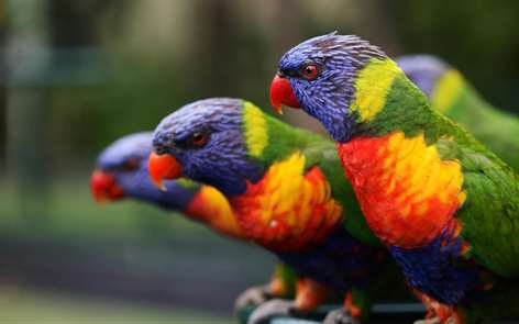 Colorful Birds Screenshots 1