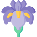 Iris Flower HD Wallpapers