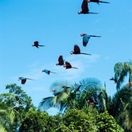 Tambopata Scarlet Flight For Edge Fdofcpcclhdopeddakojnmaomdmfjdbc 