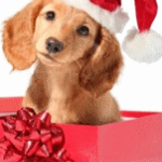 Cuccioli di Natale Memory