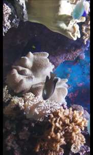 Aquarium Videos screenshot 4
