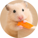 Hamster Wallpaper New Tab icon