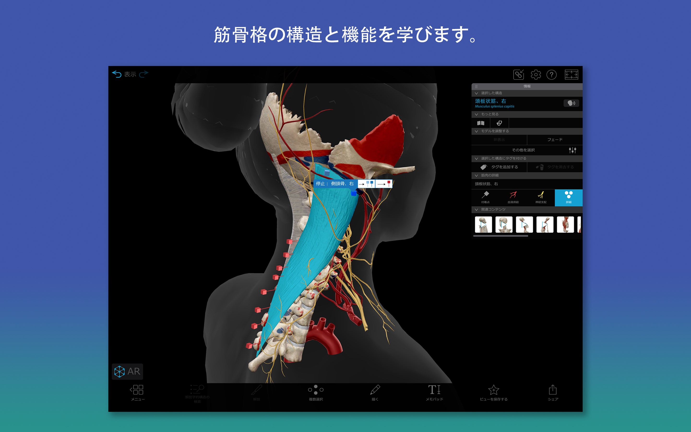 犬の断層解剖と画像 犬ー腹部ー骨盤（CT）: 正常解剖学 | vet-Anatomy