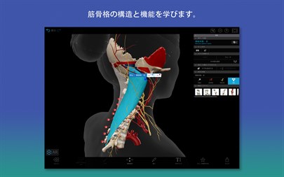 ヒューマン・アナトミー・アトラス2026：3Dによる完璧な人体