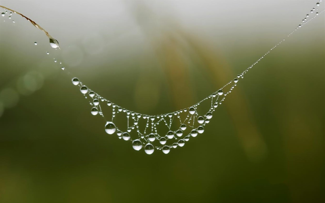 #2. Cobwebs (Windows) 由: Microsoft Corporation