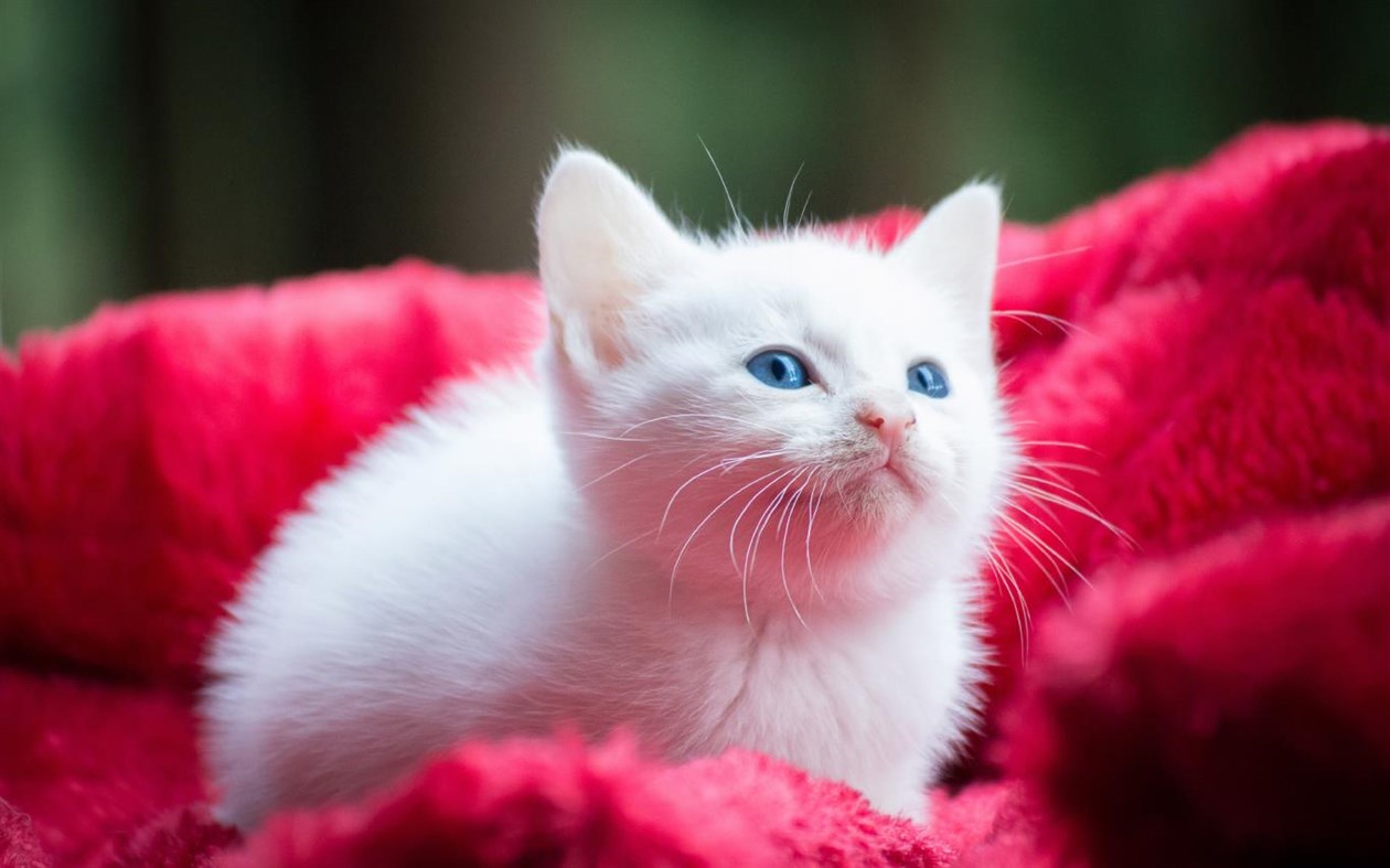 #2. Cat Expressions (Windows) 由: Microsoft Corporation