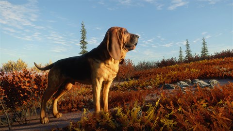 theHunter: Call of the Wild™ - Bloodhound