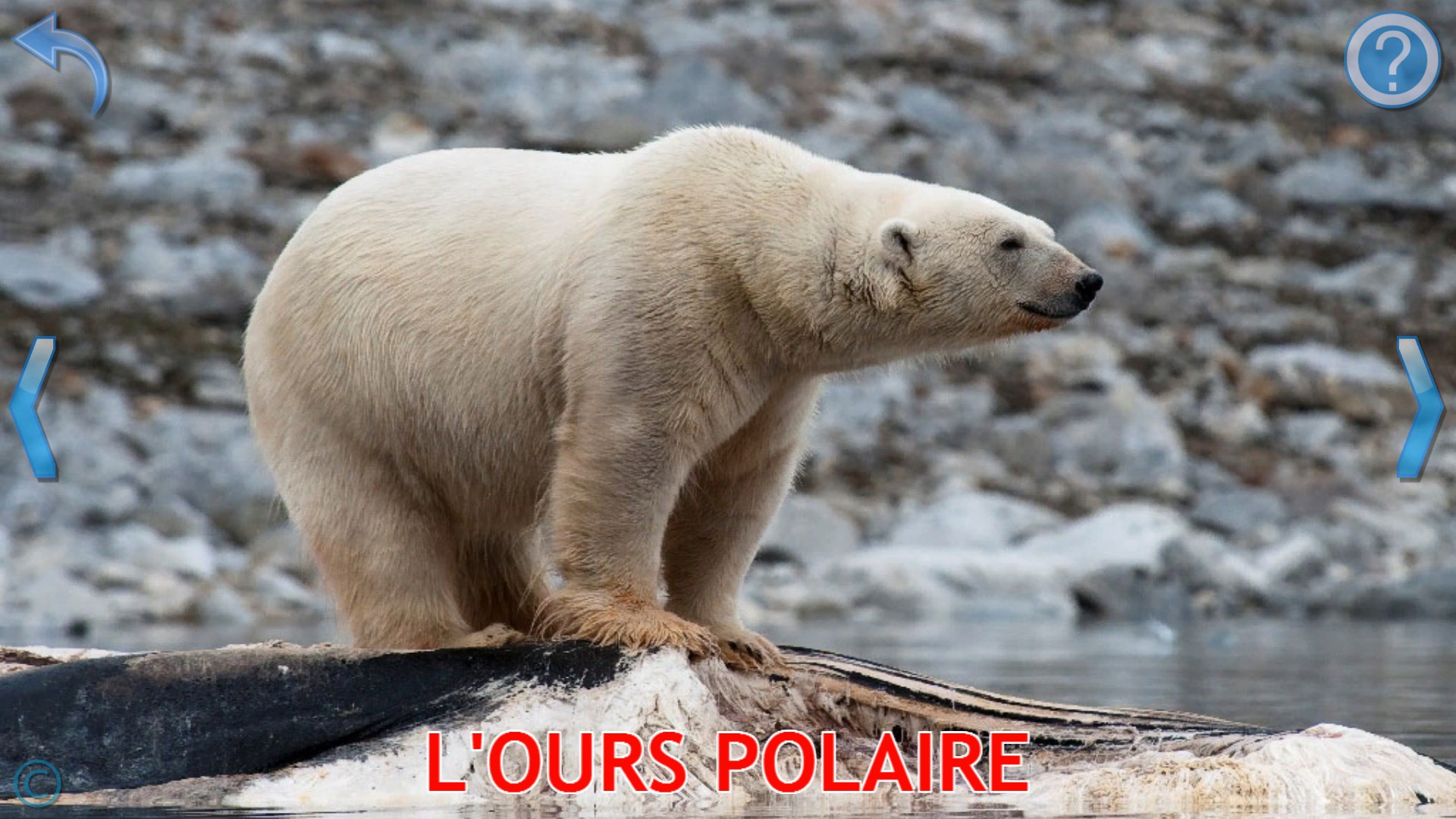 Recevoir Cris D Animaux Pour Les Enfants Jeux Bebe Gratuit Microsoft Store Fr Cd