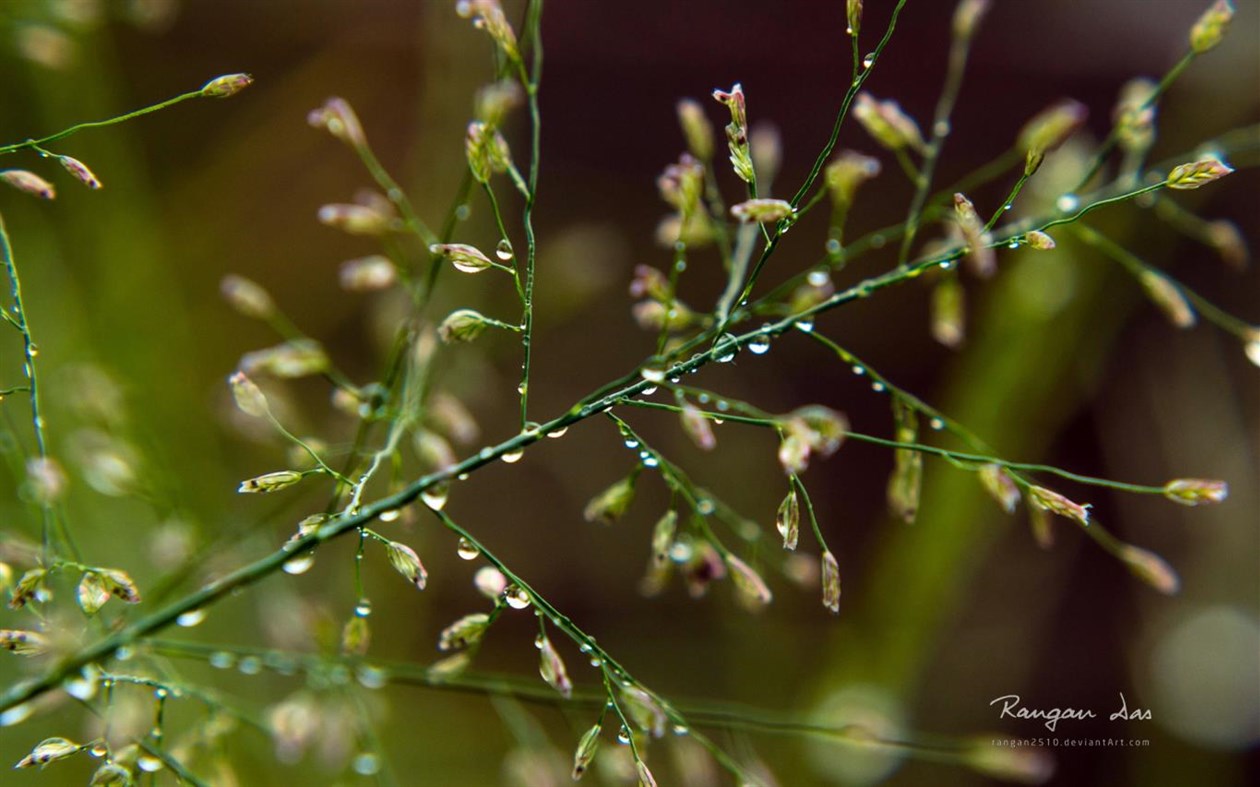 #3. Raindrops by Rangan Das (Windows) 由: Microsoft Corporation