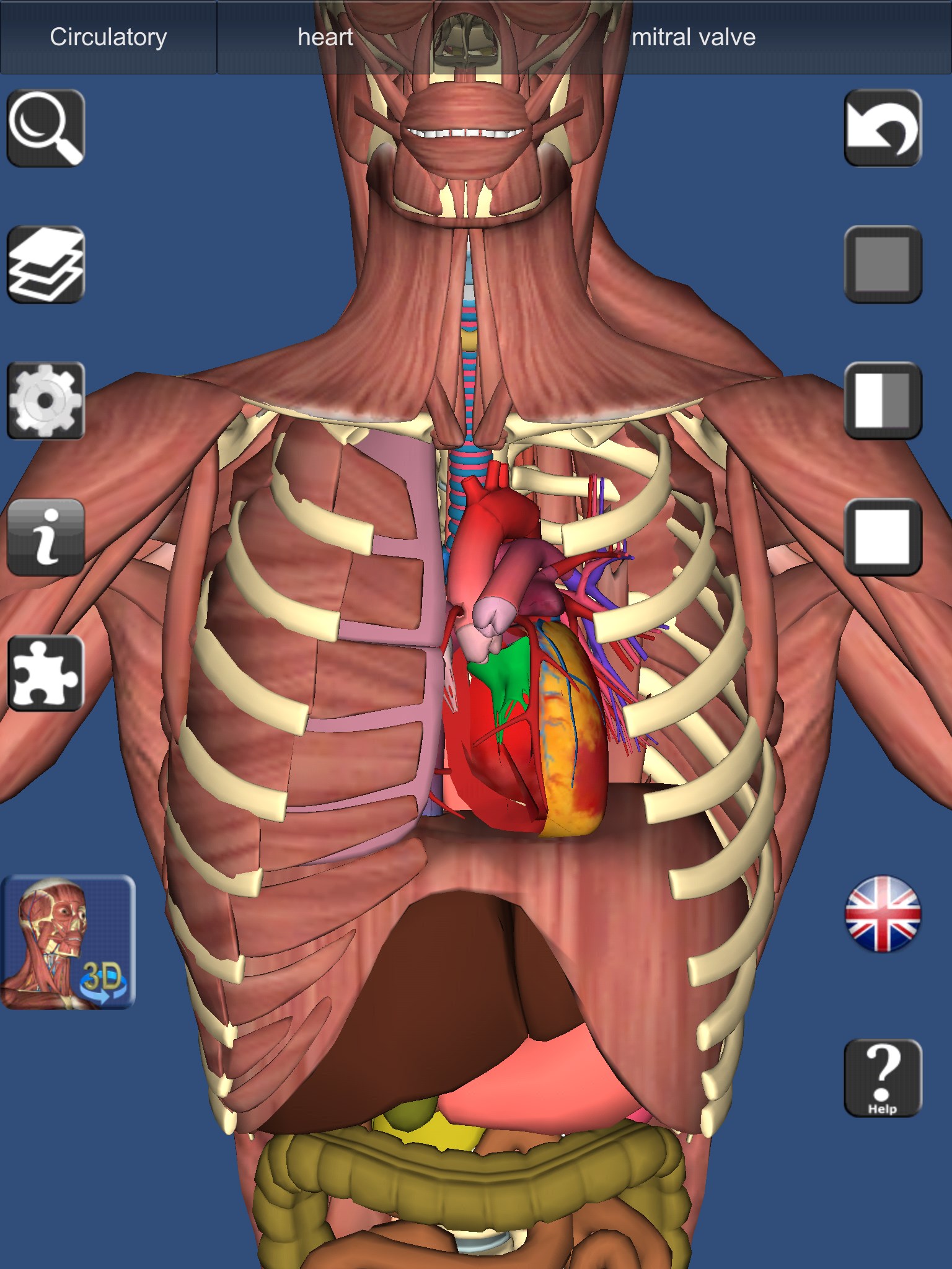 3D Bones and Organs (Anatomy) for Windows 10