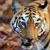 Indian Wildlife by Mayur Kotlikar