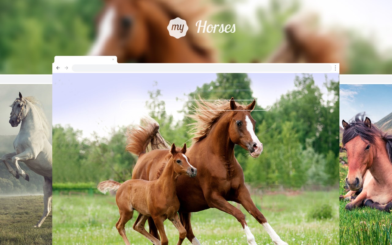 My Horses - Beautiful Horse HD Wallpaper