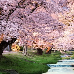 Cherry Blossom HD Wallpapers New Tab Theme