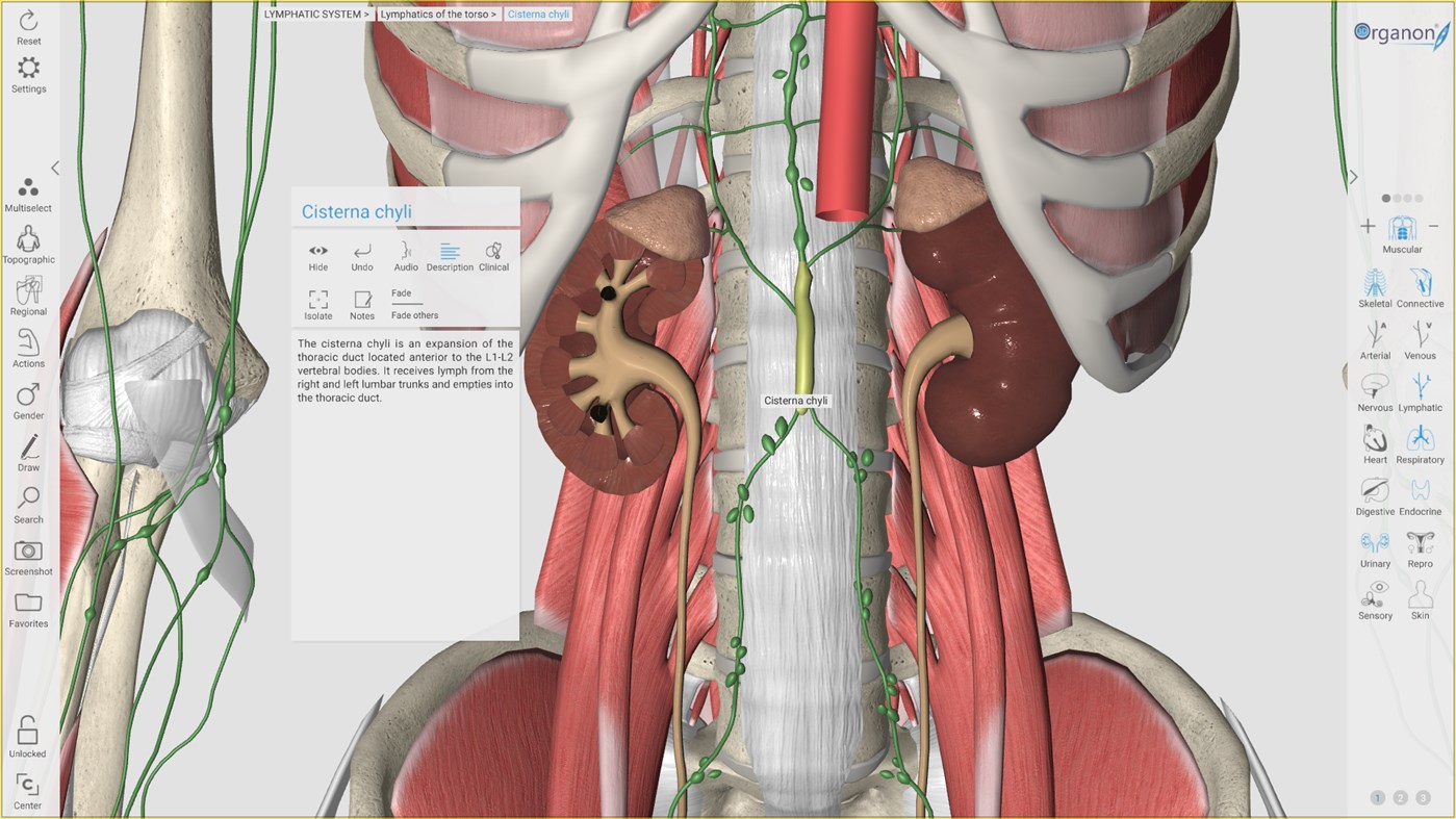 3D Organon Anatomy de Media - (Windows Aplicaciones) — AppAgg