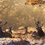 National Geographic Antlers in Autumn PREMIUM