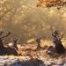 National Geographic Antlers in Autumn PREMIUM