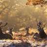 National Geographic Antlers in Autumn PREMIUM