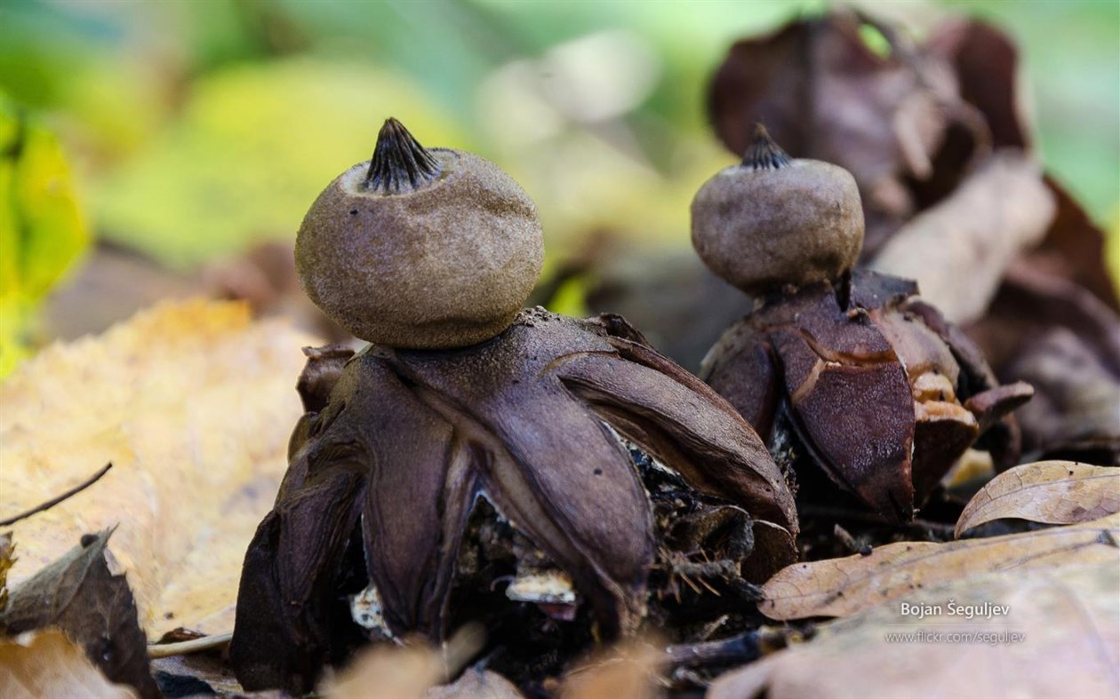 #4. The Forest Floor by Bojan Šeguljev (Windows) Podle: Microsoft Corporation