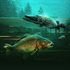 The Catch: Carp & Coarse - Collector's Edition