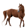 Horse Breeds