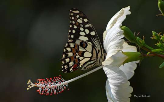 Butterflies of Nagpur by Mayur Kotlikar screenshot 3