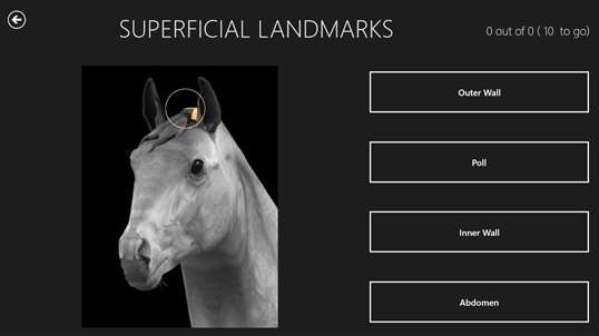 Horse Anatomy: Equine 3D screenshot 5