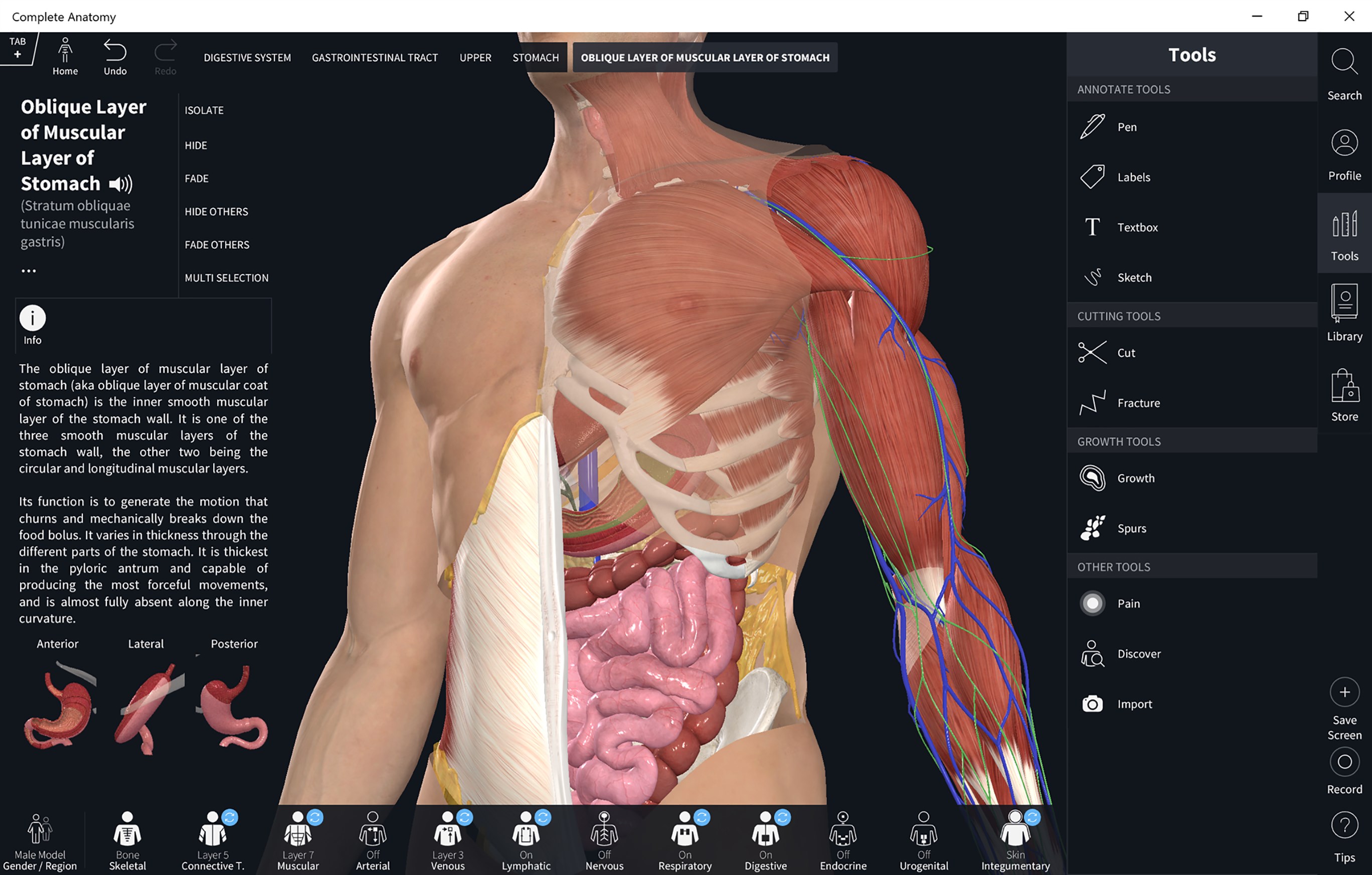 Anatomy help online kostenlos
