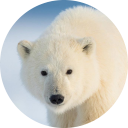 Polar Bear Wallpaper New Tab icon