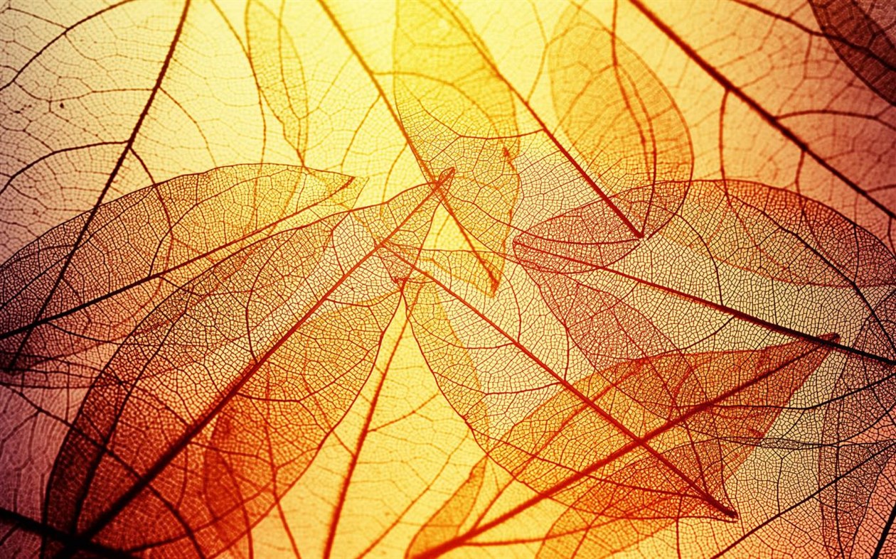 #4. Leafy Structures (Windows) 由: Microsoft Corporation