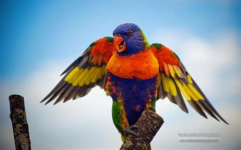 Rainbow of Birds by Tracie Louise Screenshots 2
