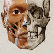 3D-Anatomie für Künstler