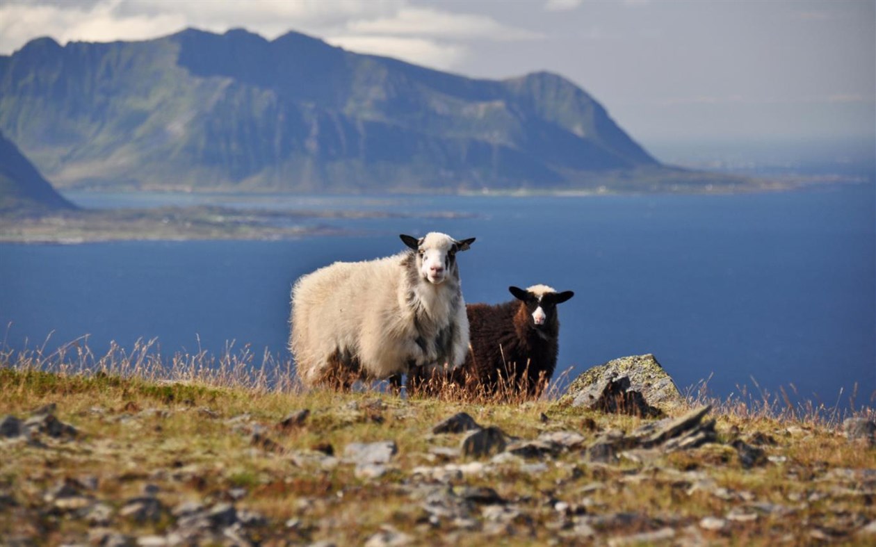 #3. Sheepish (Windows) 由: Microsoft Corporation