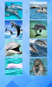 Dolphin Puzzle screenshot 3