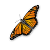 Beautiful Butterfly of the Day