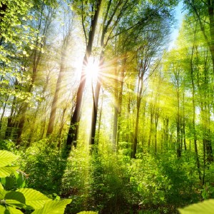 Forest - Rainforest HD Wallpaper Theme icon