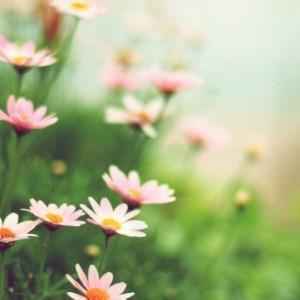 Blooming Marguerite Beauty