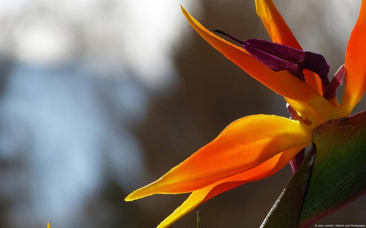 #2. Community Showcase Flora 3 (Windows) 由: Microsoft Corporation