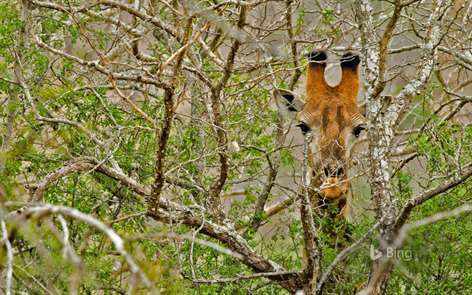 Bing in Africa Screenshots 1