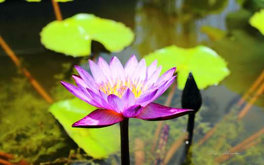 Austin Botanical Garden By Amy Alderman Pc Download Free Best