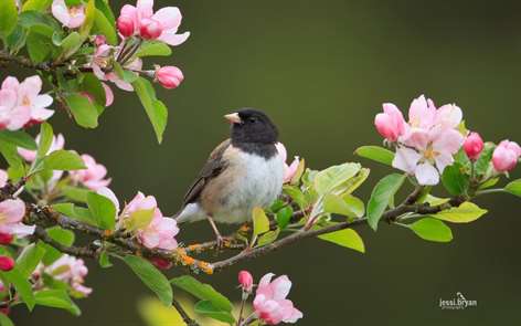 Small Birds by JessiBryan Photography Screenshots 1