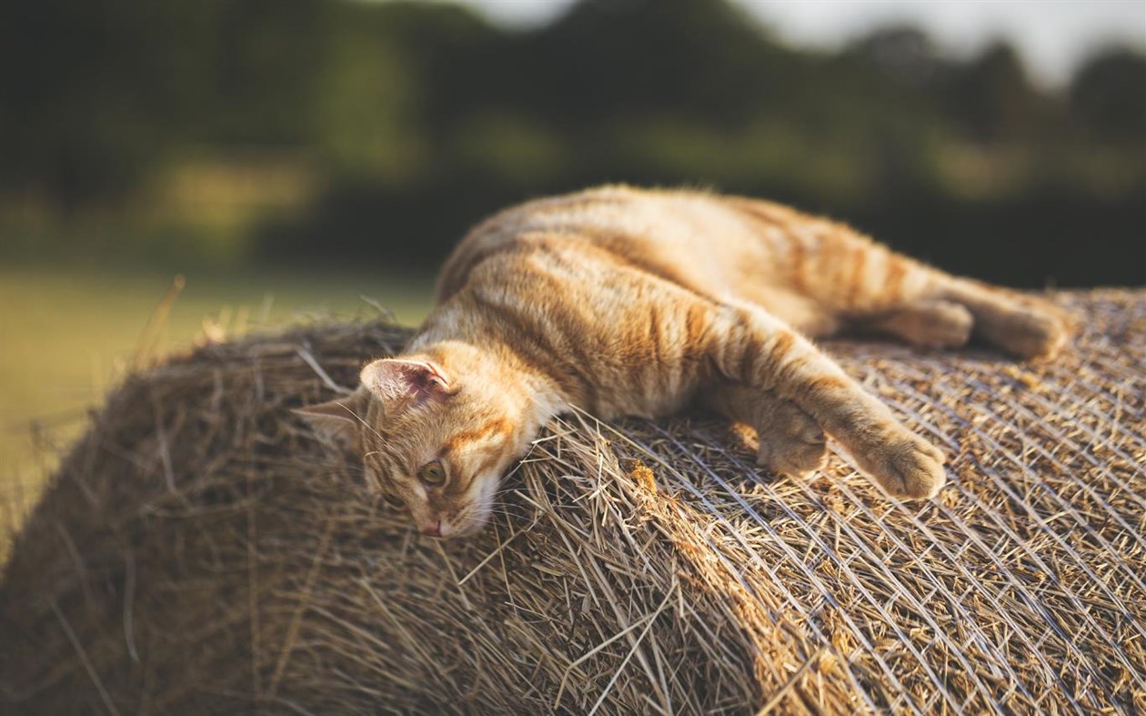 #1. Day on the Farm (Windows) 由: Microsoft Corporation