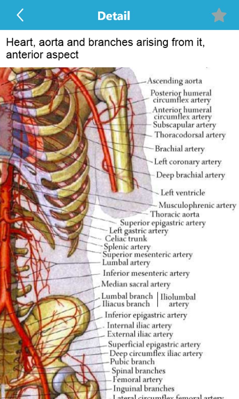 Human Anatomy Atlas for Windows 10 Mobile