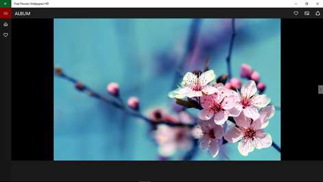 Free Flowers Wallpapers HD Screenshots 2