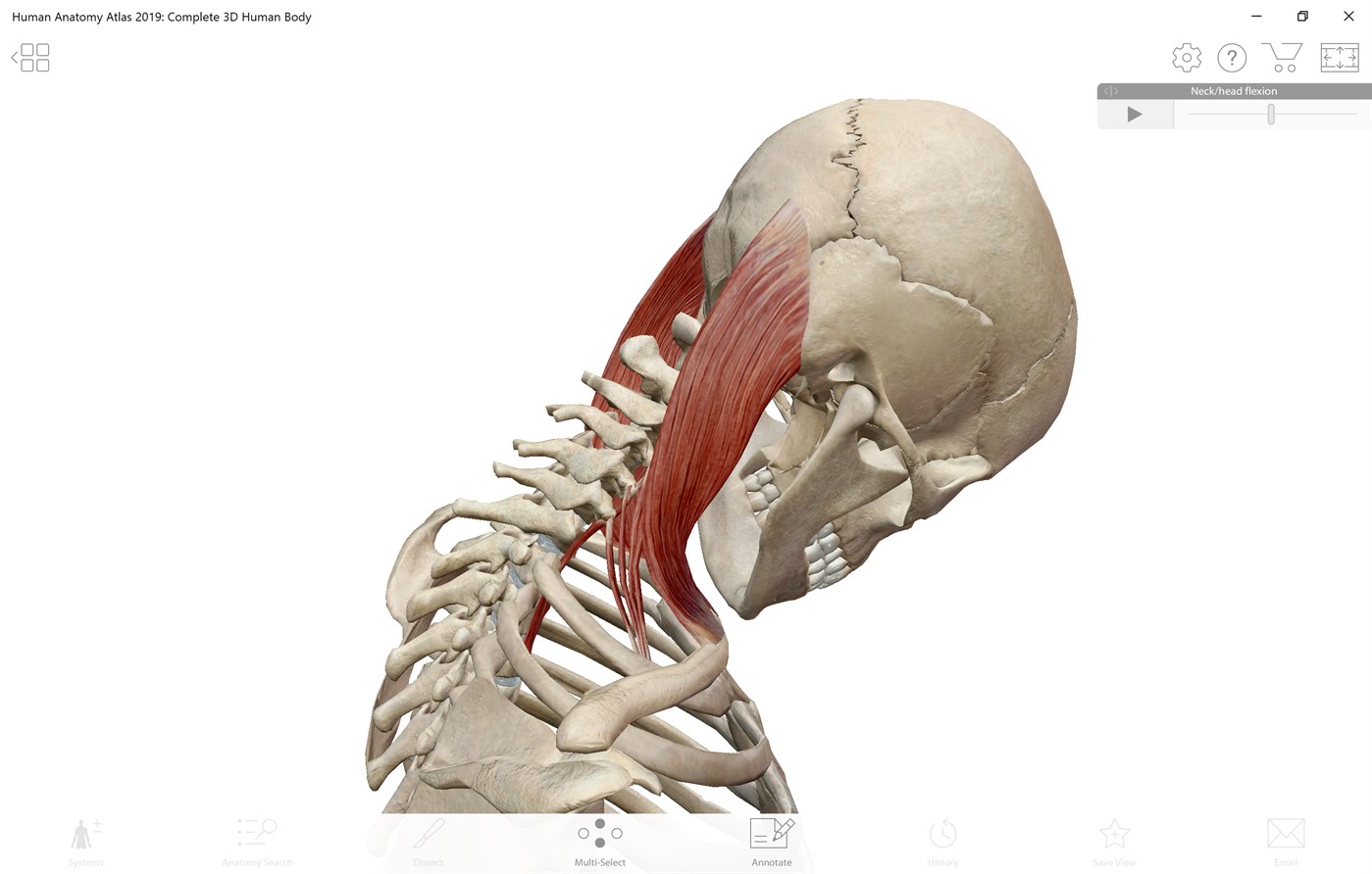 Anatomy Anatomy