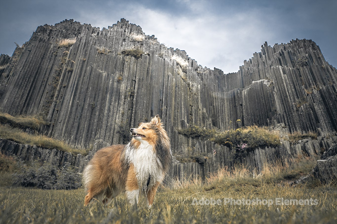 Dog Theme by Adobe Photoshop Elements screenshot