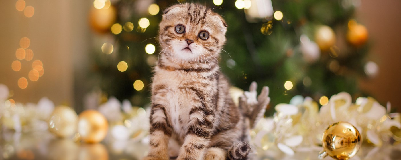 Christmas Cats HD Wallpapers New Tab Theme marquee promo image